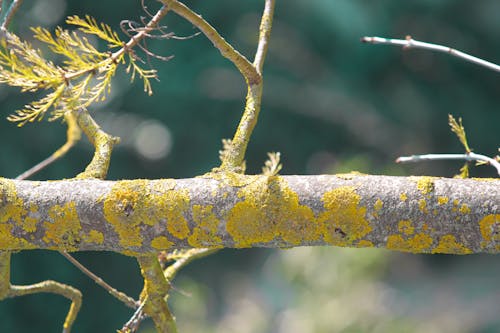 Foto d'estoc gratuïta de baguls, fusta, fusta tallada