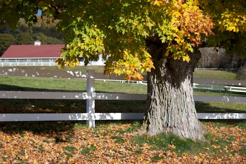 Immagine gratuita di albero, autunno, cadere