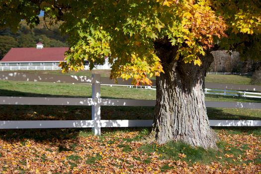 A vibrant autumn tree with colorful foliage next to a white fence and barn.