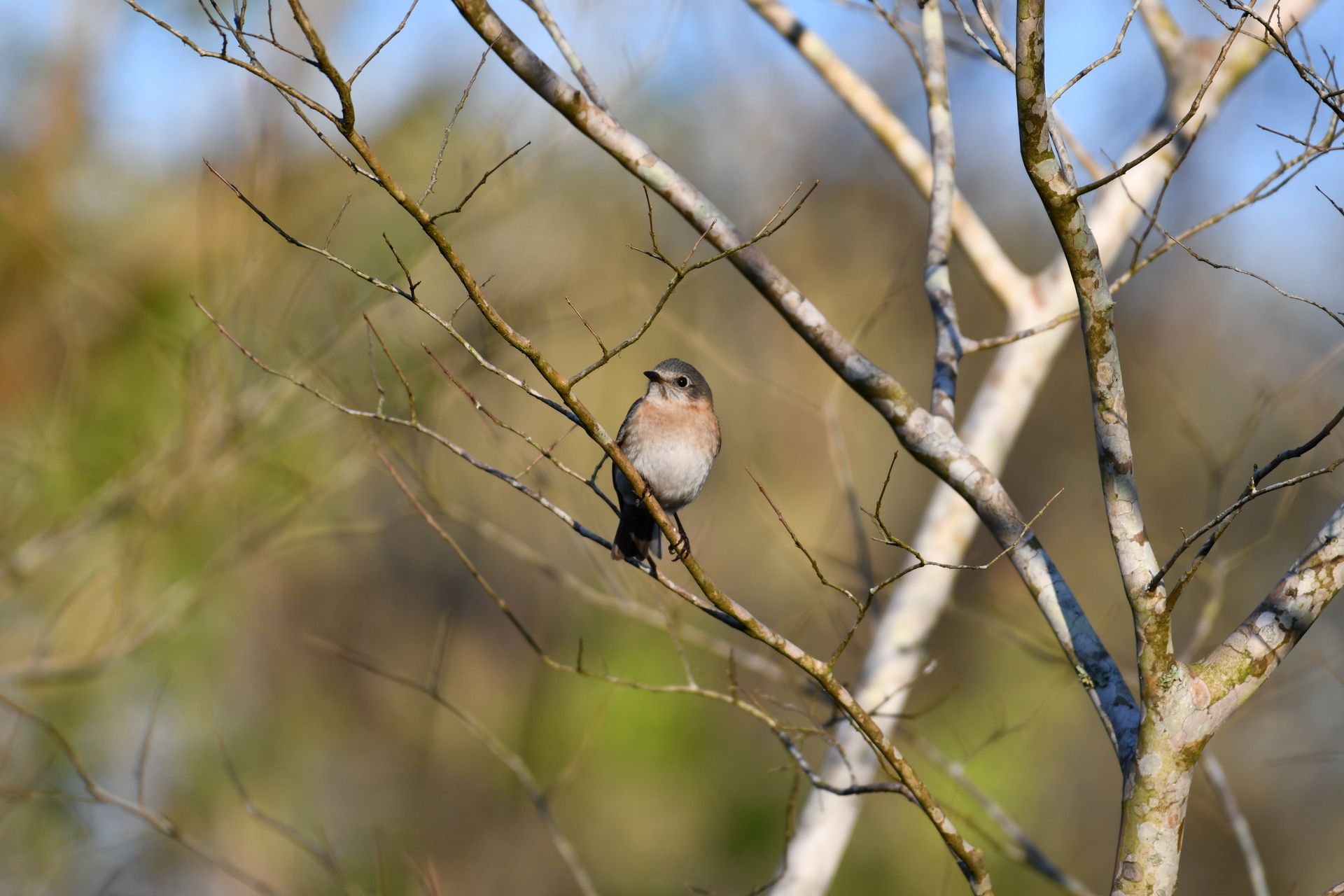 Eastern Bluebird perched on a bare branch in Diamondhead, MS, captured during a clear day.