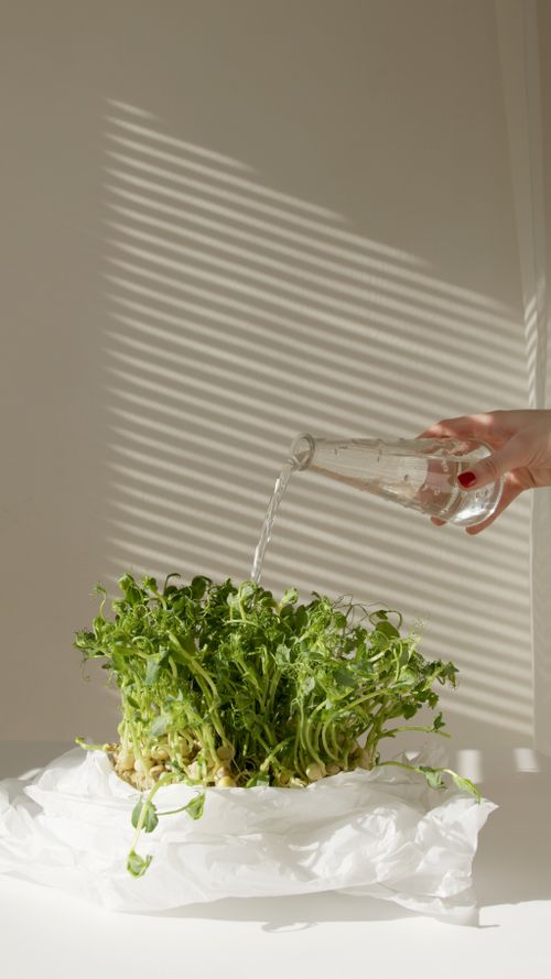 Free A hand pours water from a glass bottle onto green plants, highlighted by soft natural light. Stock Photo