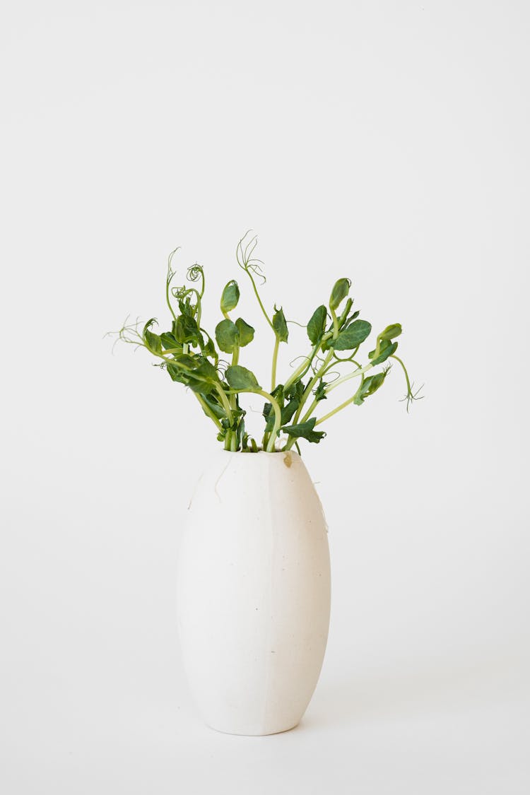 Photo Of A Plant In A White Vase