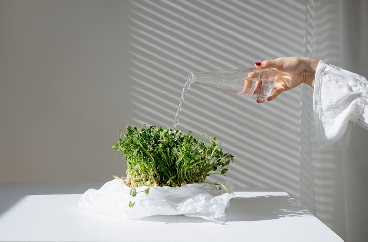 Person Watering The Plants