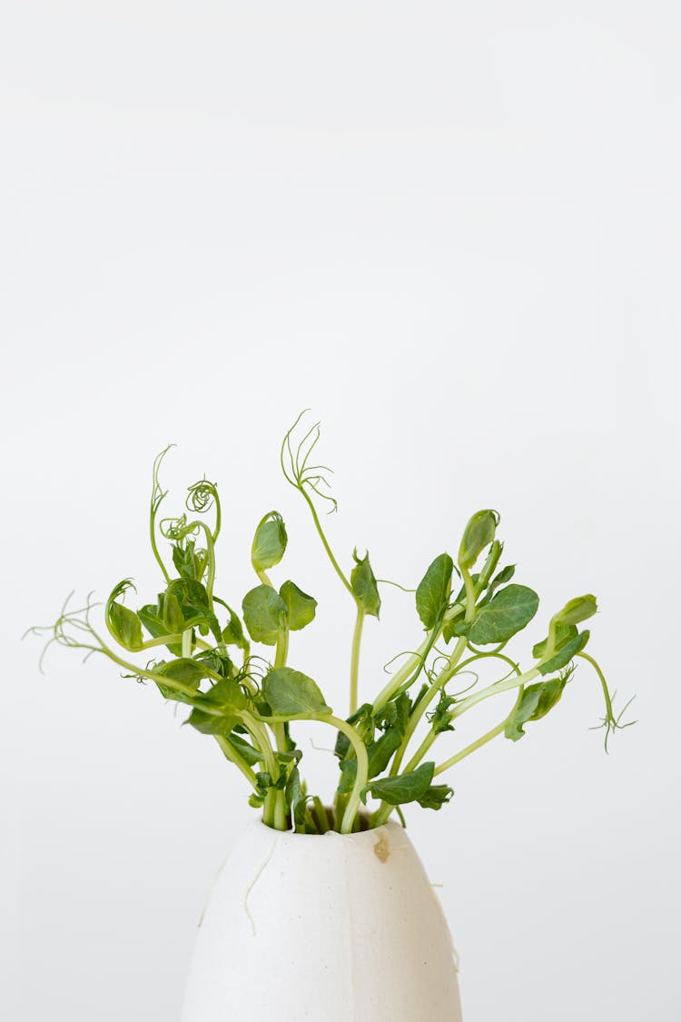 Garden Cress In A White Vase