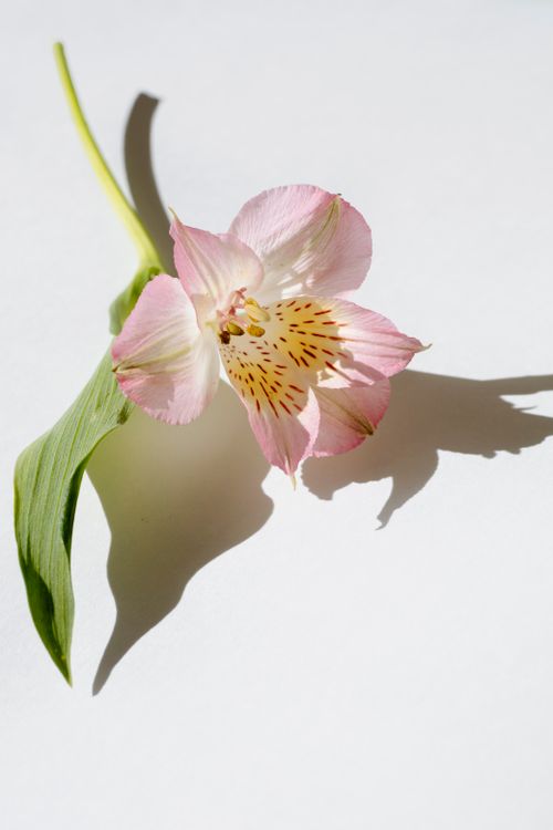 Free A close-up of a single pink Peruvian lily with green leaves casting a shadow on a white surface. Stock Photo
