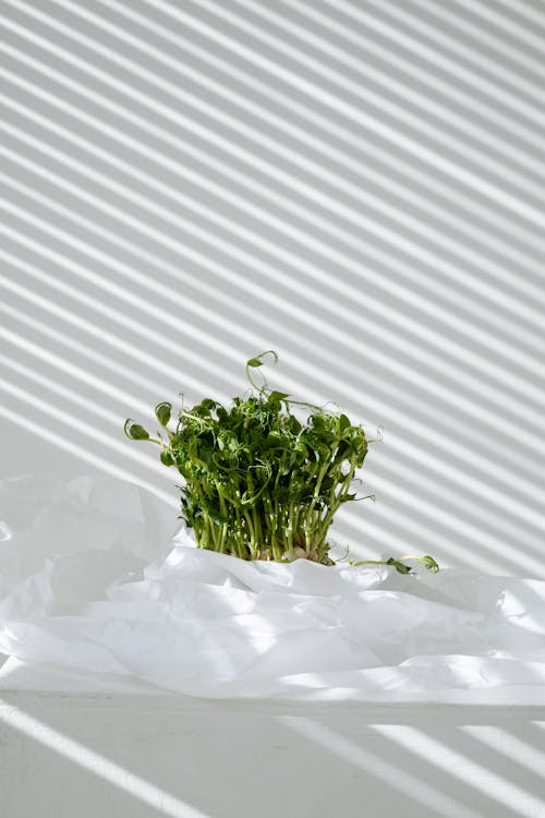 Green Plant on White Snow