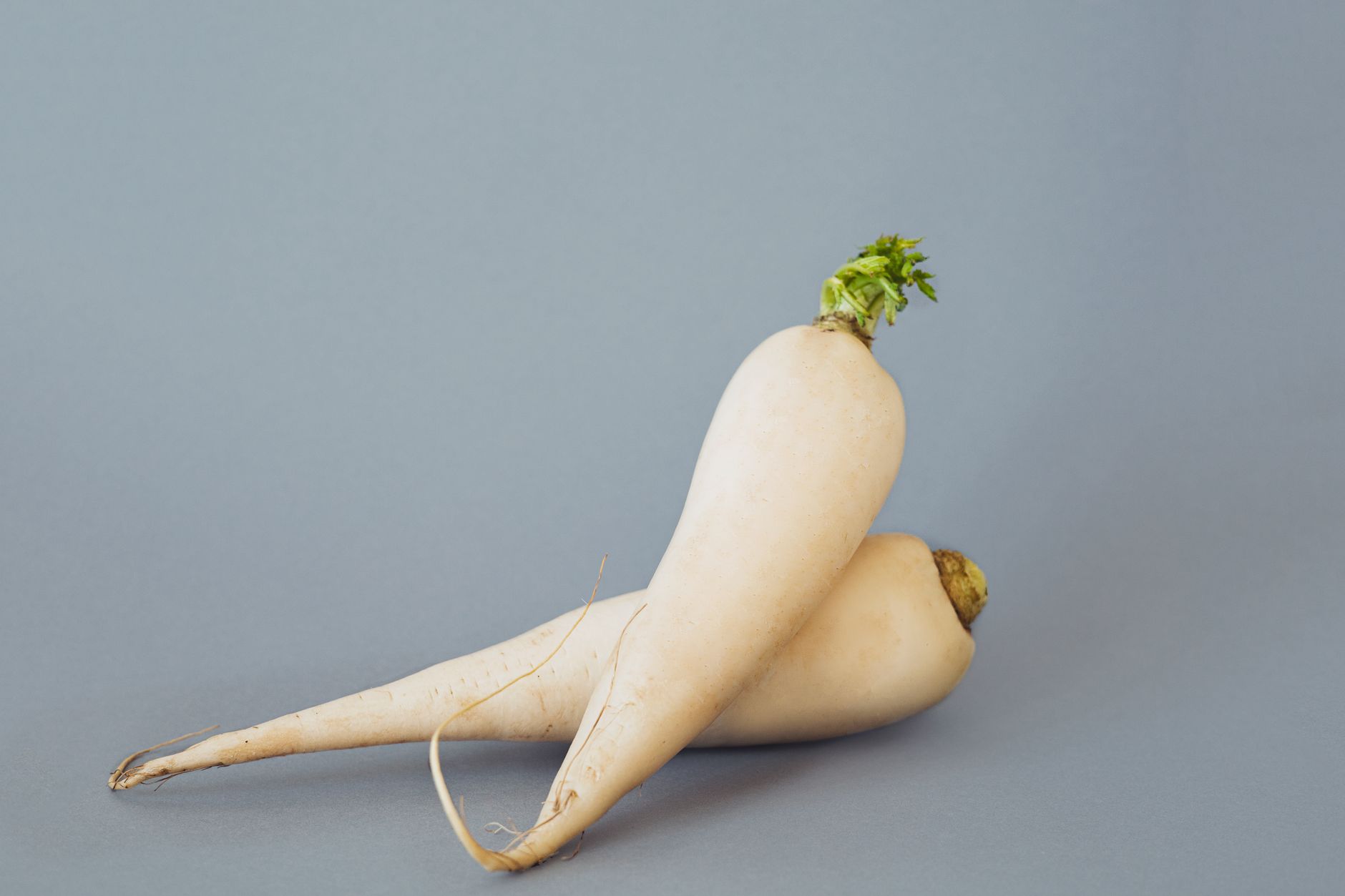 daikon radish growing in vegetable bed
