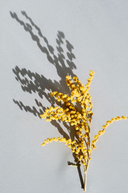 Dried yellow flowers with shadow on a gray background, creating a flatlay still life.
