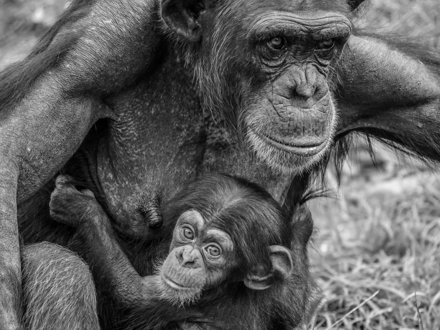 Intimate black and white portrait of a chimpanzee mother and her baby in the wild.