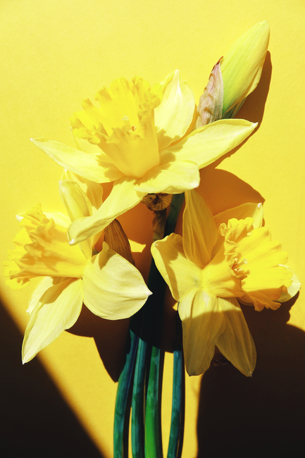 Bright yellow daffodil flowers against a vivid yellow background, capturing the essence of spring.