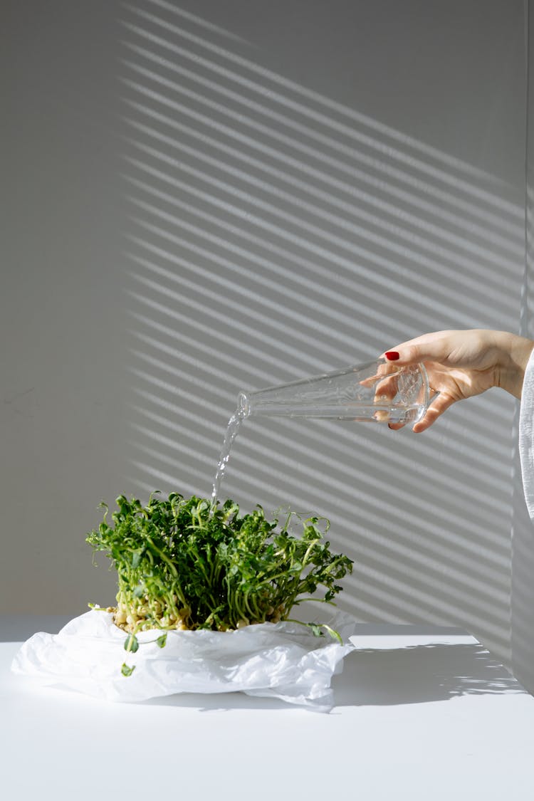 A Person Watering The Plant