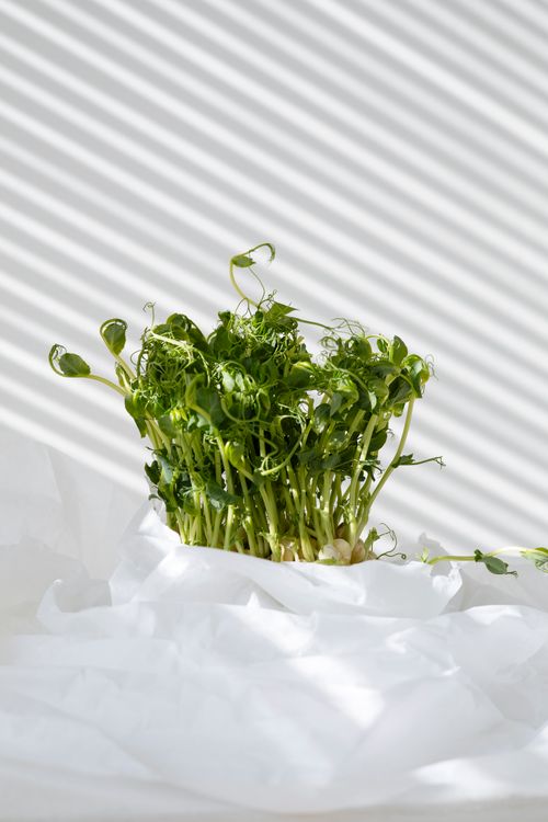 Free A vivid still life of fresh green sprouts on crumpled paper, with creative lighting and shadows. Stock Photo