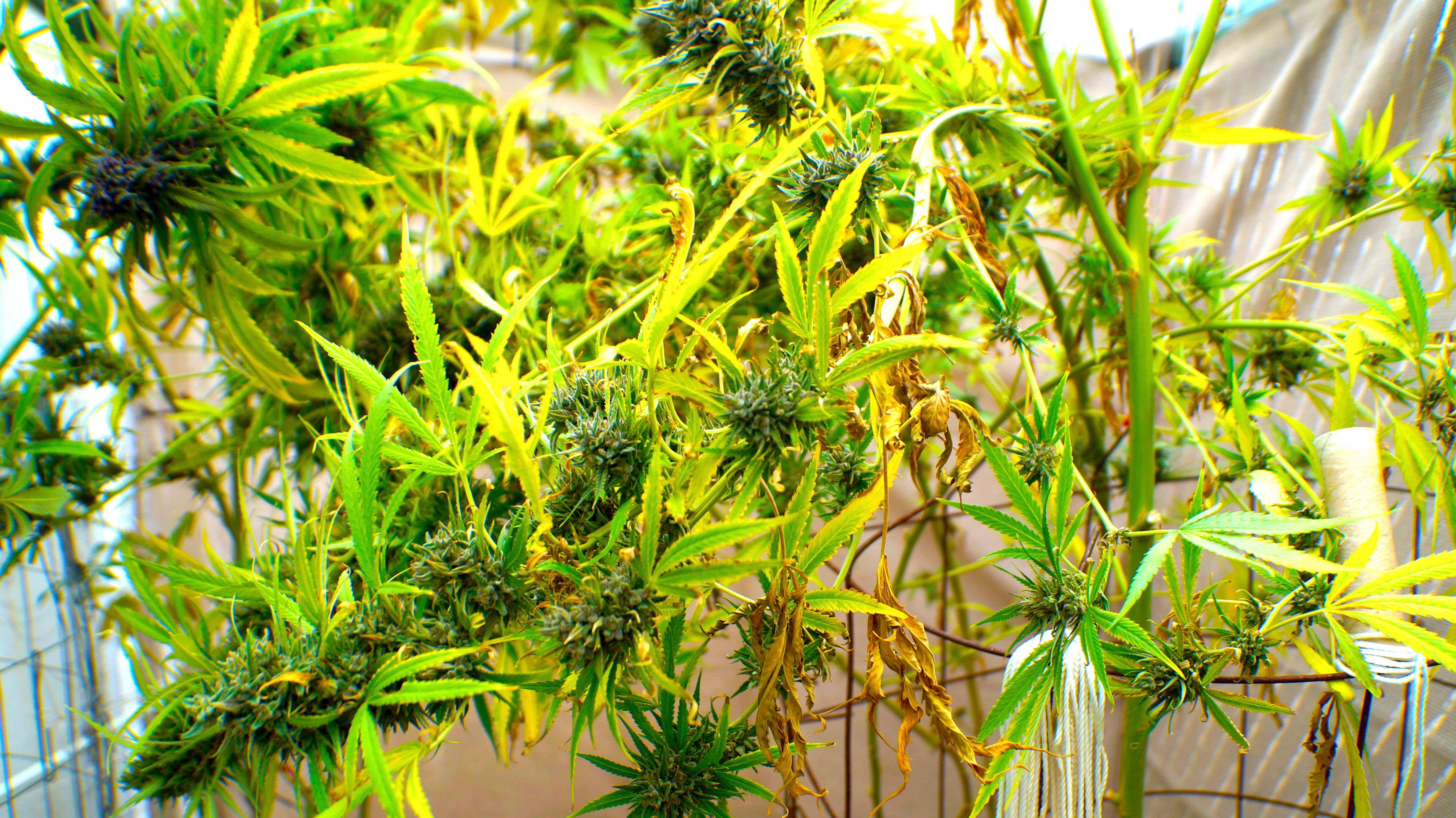 Por qué algunas hojas de tu planta son amarillas