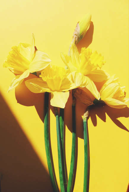 Bright yellow daffodils against a vibrant yellow backdrop, symbolizing spring bloom.