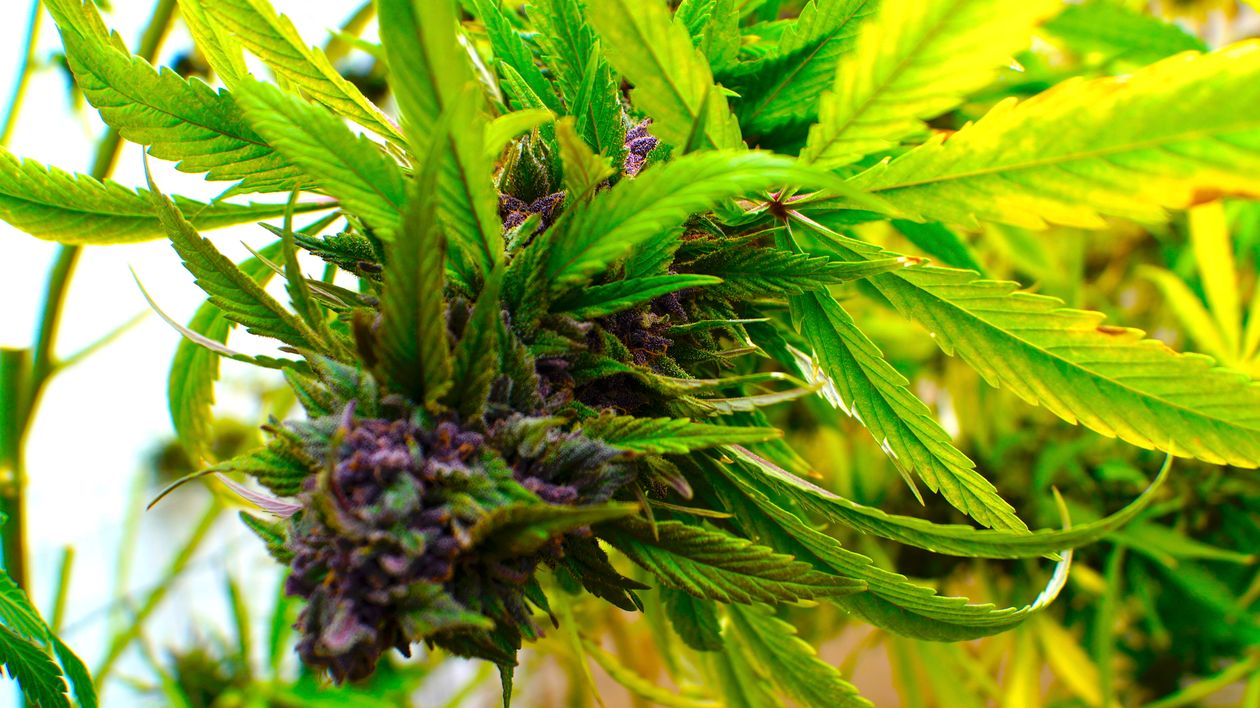 Por qué algunas hojas de tu planta son amarillas Por qué algunas hojas de tu planta son amarillas