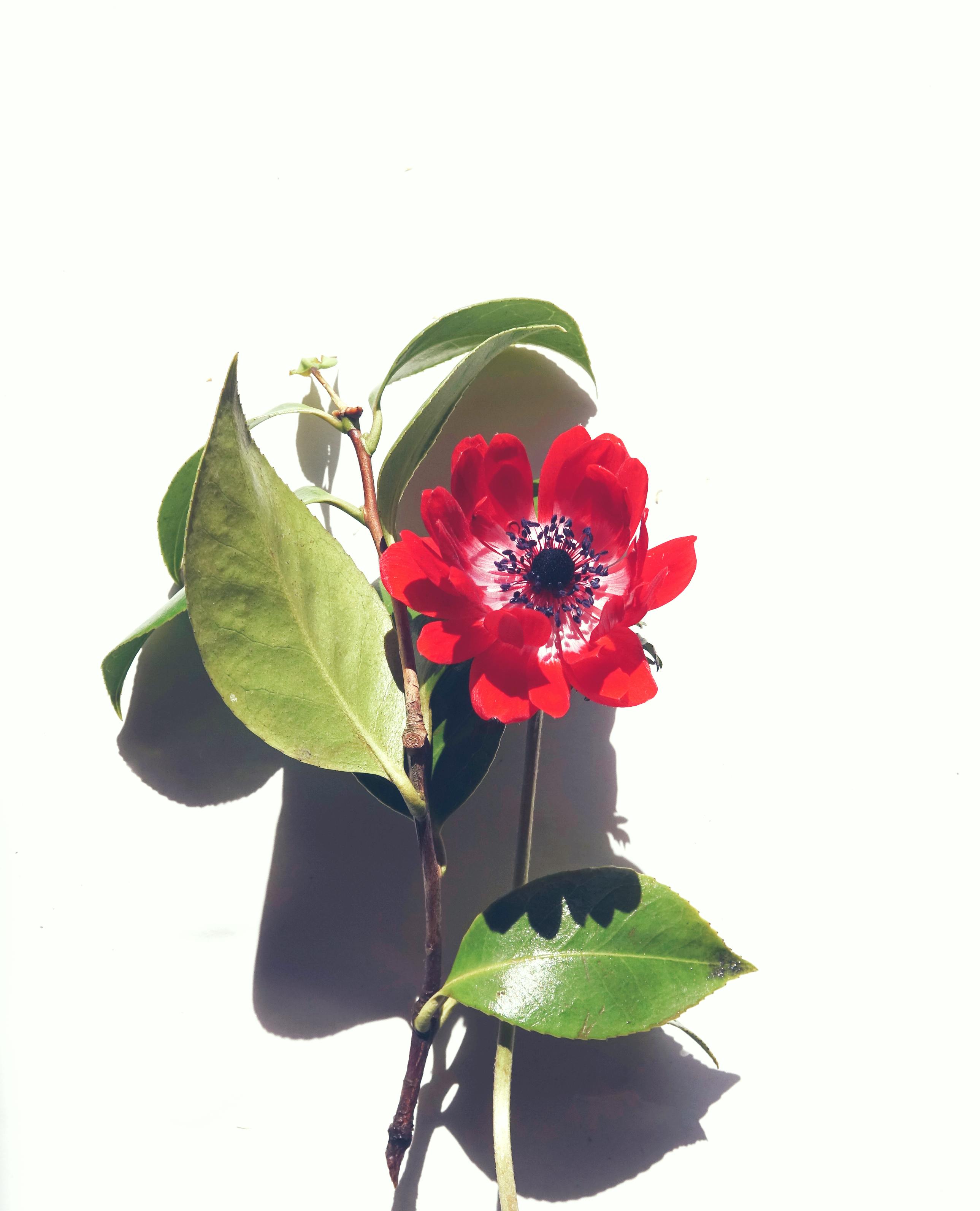 Photo of Red Anemone Flower · Free Stock Photo