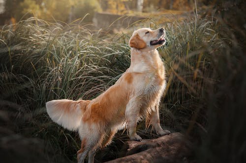 Foto d'estoc gratuïta de animal, fons de pantalla, Golden Retriever