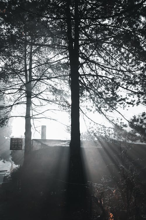 คลังภาพถ่ายฟรี ของ ขาวดำ, ซันเรย์, ต้นไม้