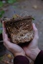 Unrecognizable person with plant in soil with roots