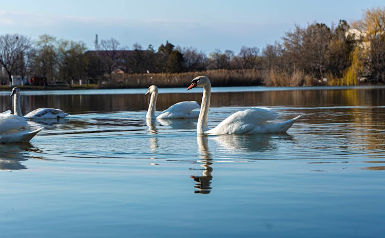 Swans On A Lake