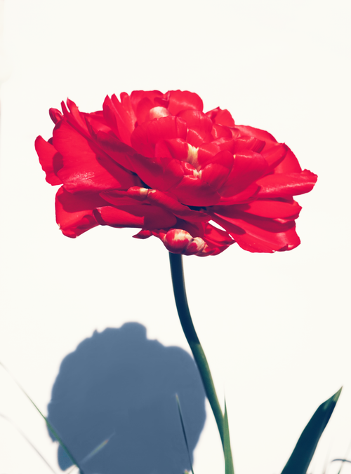 Free A bright red peony flower standing tall against a minimalist white background. Stock Photo
