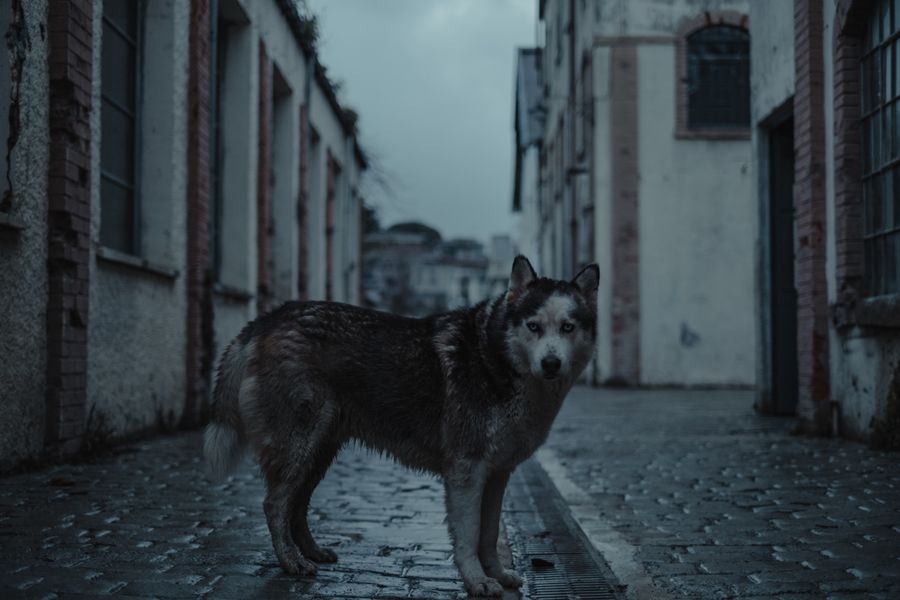 A lost husky dog standing alone on a cobbled street in the evening