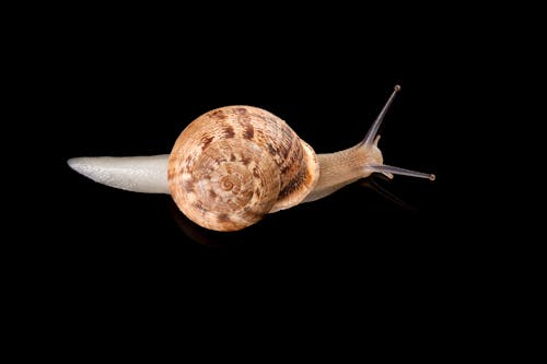 Studio Shot of a Snail with Brown Shell