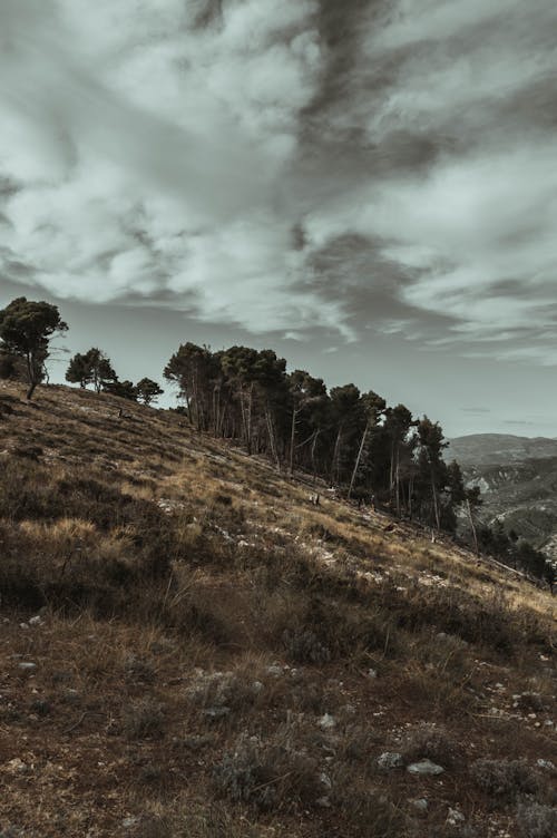 A Grass Field with Trees Under Cloudy Sky