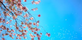 明媚的春日蓝天下，美丽的樱花摇曳生姿，捕捉到了焕新的本质