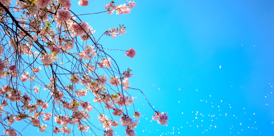 Photo of White and Red Petal Flower Under Blue Sky