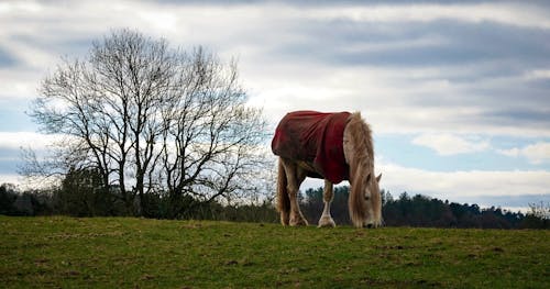 农田, 動物, 動物養殖 的 免费素材图片