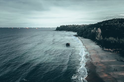 Foto d'estoc gratuïta de arbres, mar, onades