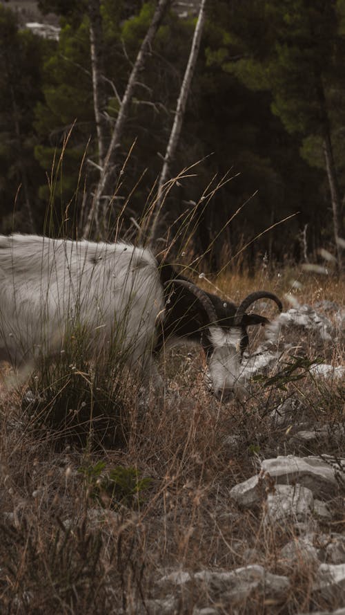 Free stock photo of albania, animal, animal image
