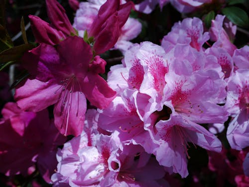 Free stock photo of azalea, azaleas, beautiful flower Stock Photo