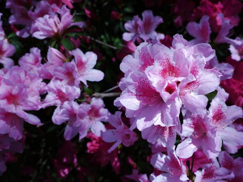 Free stock photo of azalea, azaleas, beautiful flower