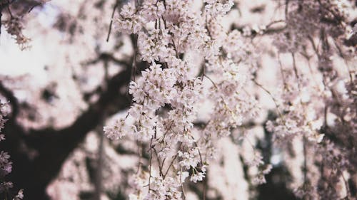 Immagine gratuita di fiore di ciliegio, giappone, sakura