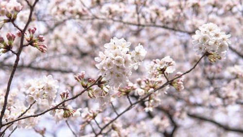 Free stock photo of cherry blossom, japan, sakura Stock Photo