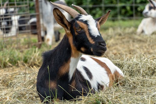Free Selective Focus Photo of a Goat Lying on the Grass Stock Photo