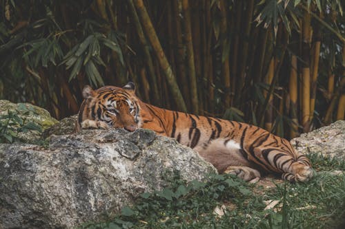 Free Tiger Lying on a Rock Beside Bamboo Plants Stock Photo