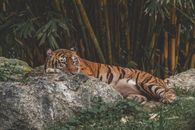 Tiger Lying on Gray Rock