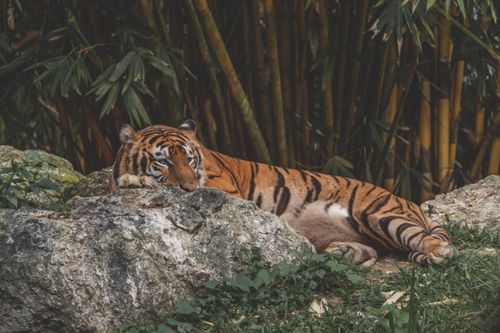 Free Bengal tiger lying among rocks and bamboo, showcasing its striped fur in a natural jungle setting. Stock Photo