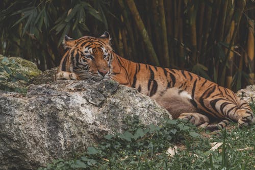 Free Tiger Laying on a Rock Stock Photo