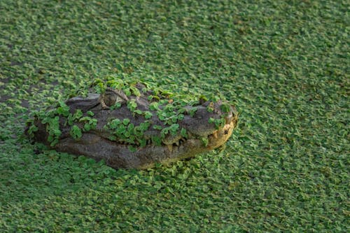 Gratis lagerfoto af alligator, camouflage, dyr