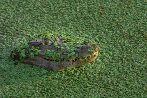 Foto d'estoc gratuïta de aigua, amagant, animal