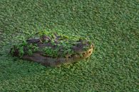 Free stock photo of alligator, amphibian, crocodile