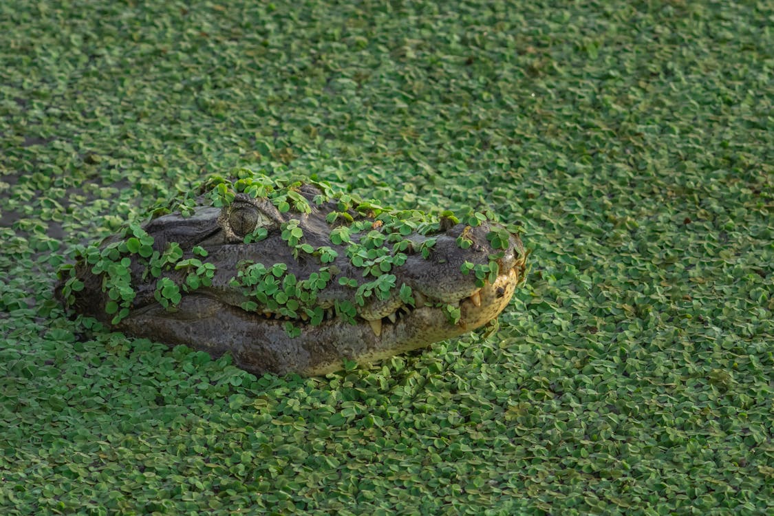 Free stock photo of alligator, amphibian, crocodile Stock Photo