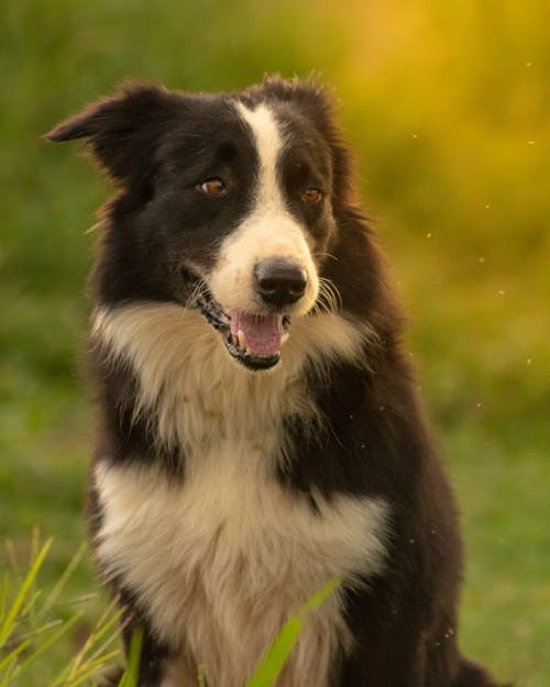 Portrait of a Cute Border Collie Dog 
