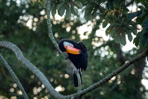 Free Selective Focus Photo of a Toucan Perched on a Tree Stock Photo