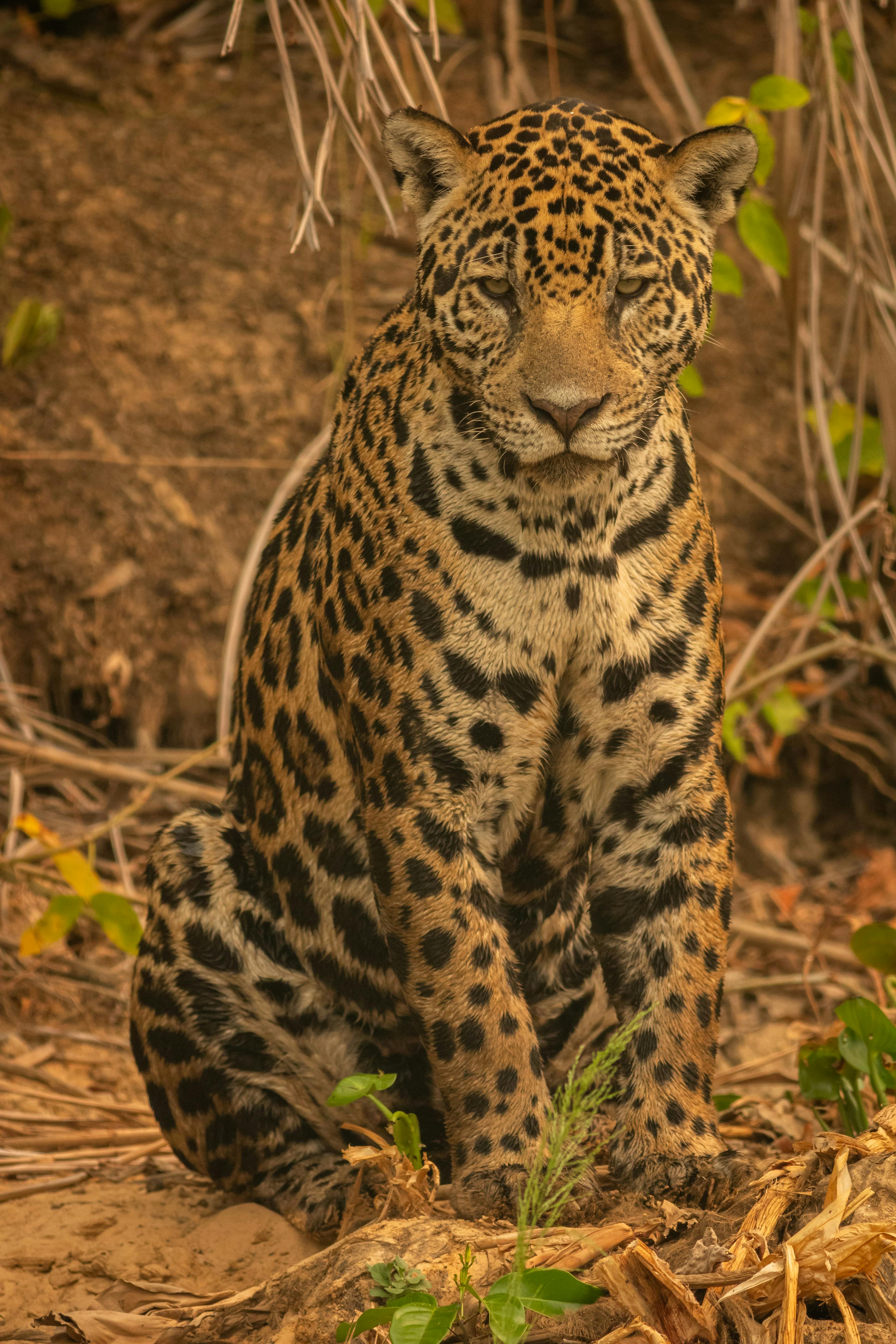 brown and black leopard on brown grass