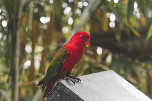 Close-Up Photo of an Eclectus Parrot